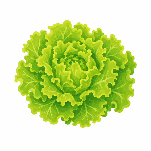 Insalata Gentile - Contadini del Mincio