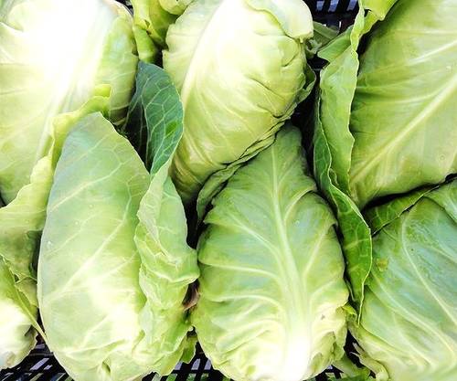 Cavolo cappuccio a punta - Contadini del Mincio