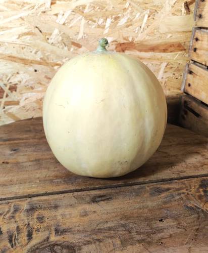Melone Liscio - Az. Agr. Vanessa Milani