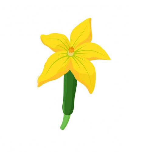 Zucchine - Contadini del Mincio